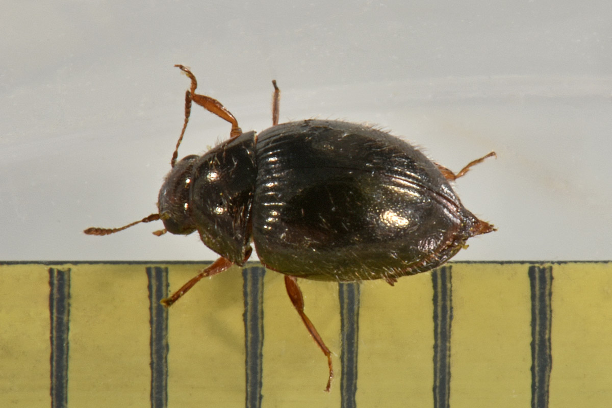 Byrrhidae: Simplocaria sp.?  S, Simplocaria semistriata